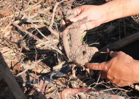 Tàn xác cây cơm cháy vì tin đồn chữa lành ung thư